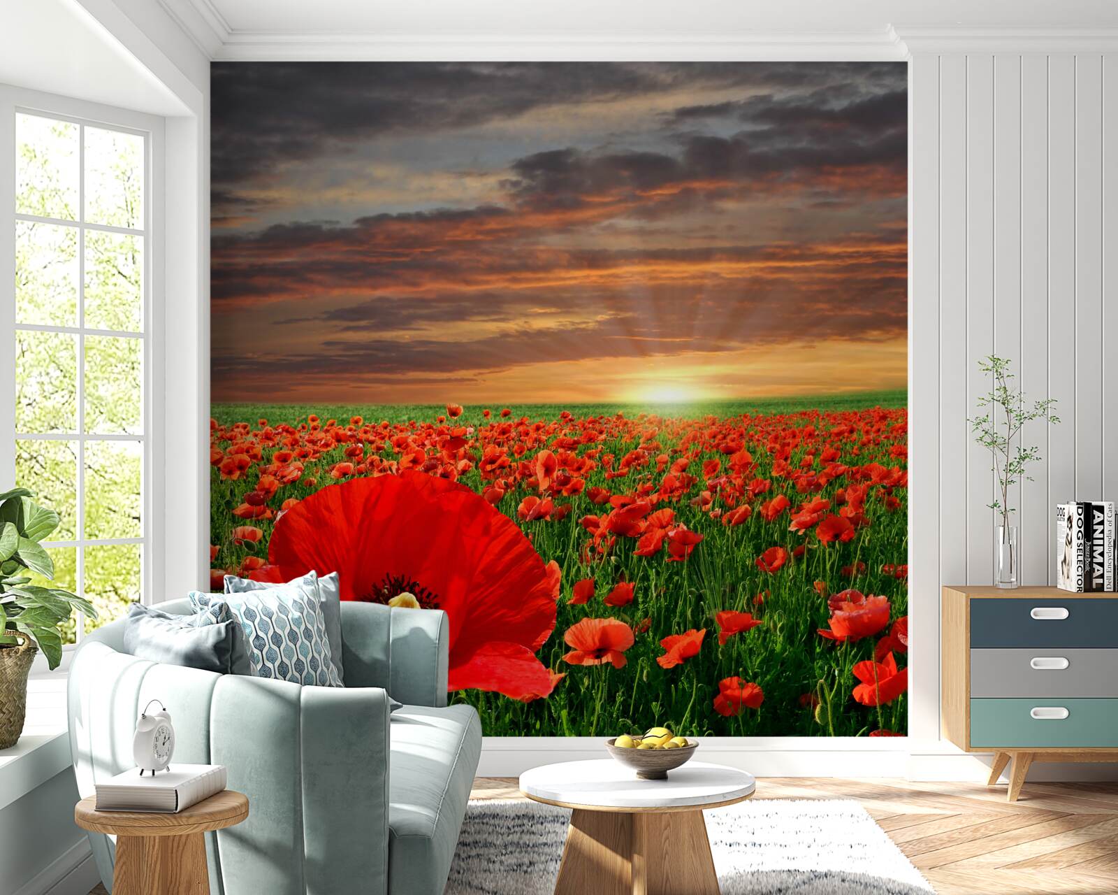 Fototapeta soľ padá na dno polí červených makov