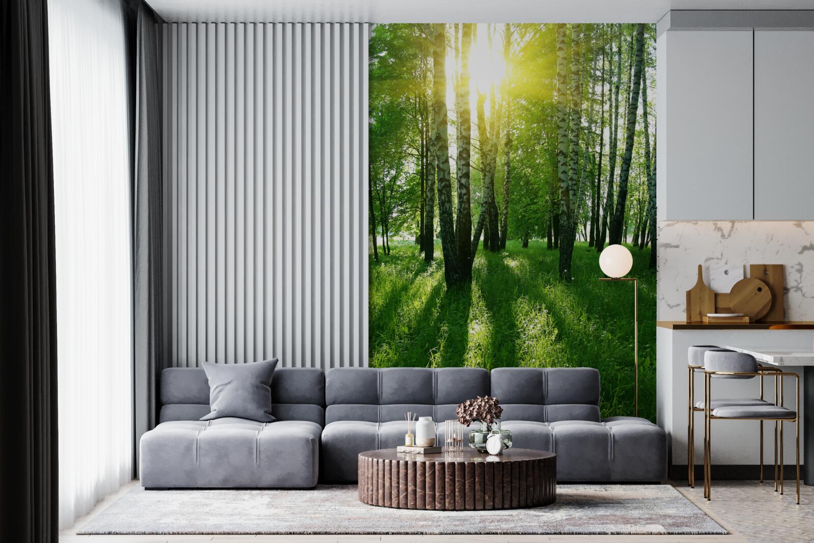 Fototapeta cezium husté húštiny brezových stromov presvitá slnko