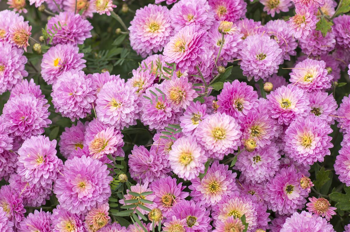 Fototapeta krásne gerbery so svetlo orgovánovými sedmokráskymi