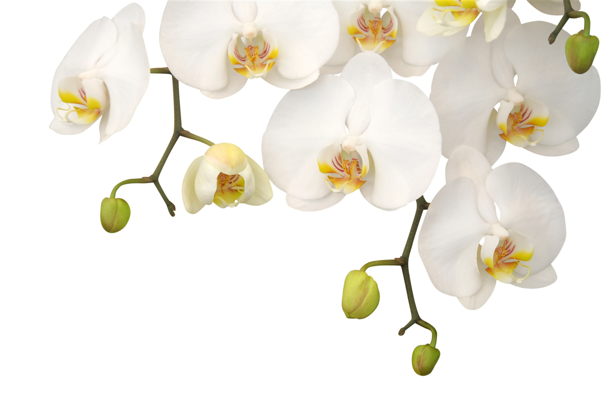 Fototapeta Orchidey sú biele kvety Visia