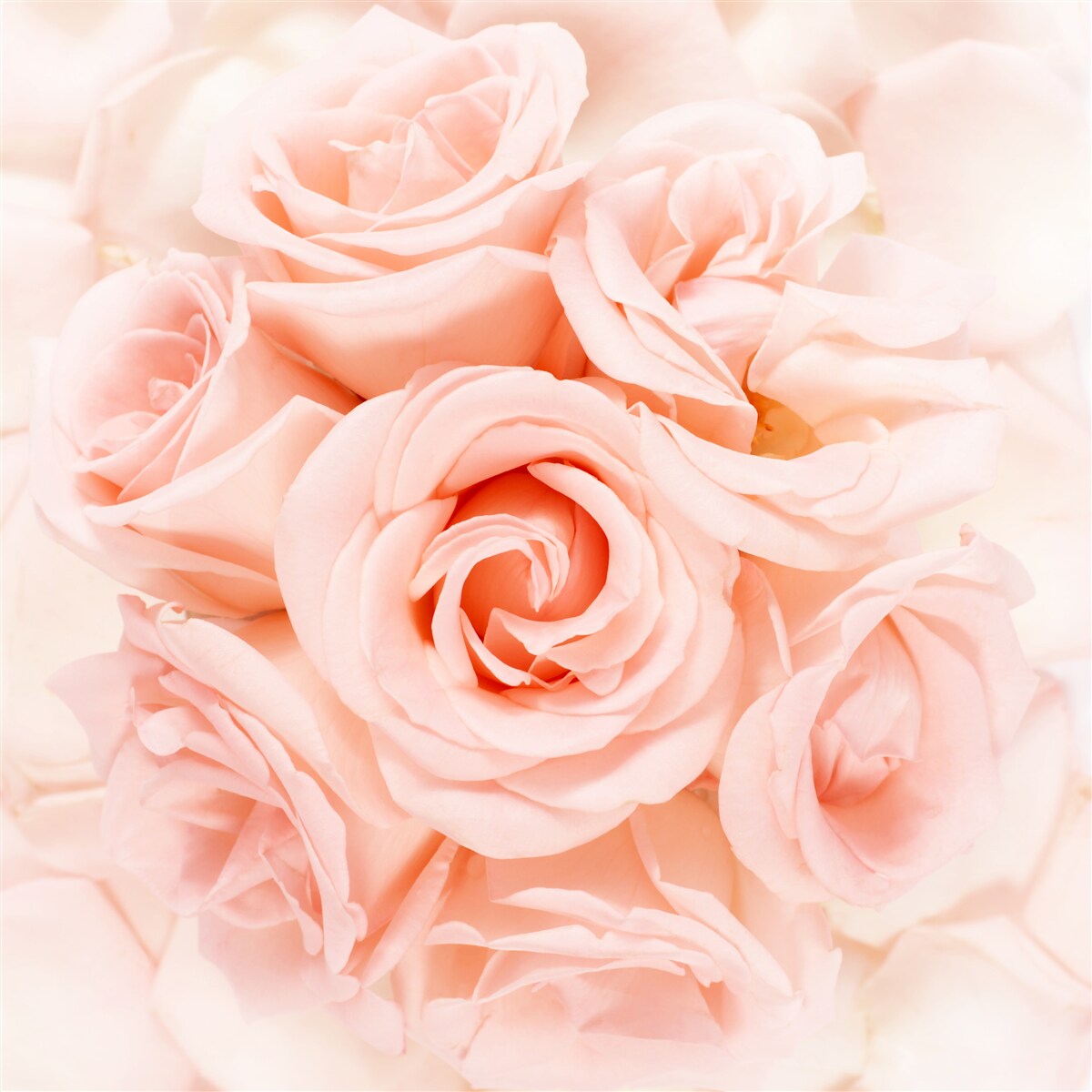 Fototapeta púčik broskyňovej ruže v jemnej kytici