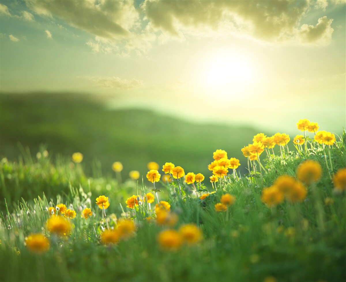 Fototapeta na lúke zlaté púpavy hľadia na východ slnka