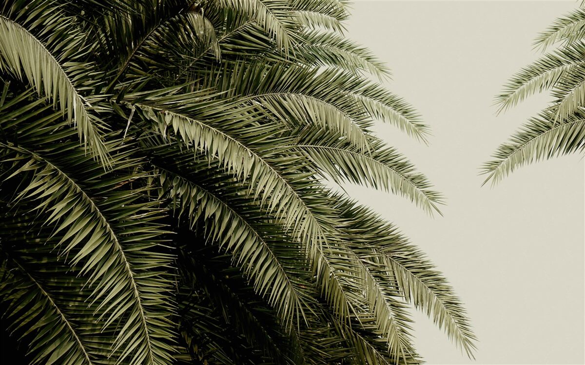 Fototapeta paprade husto listy pokryté vlhkosťou počas dažďa