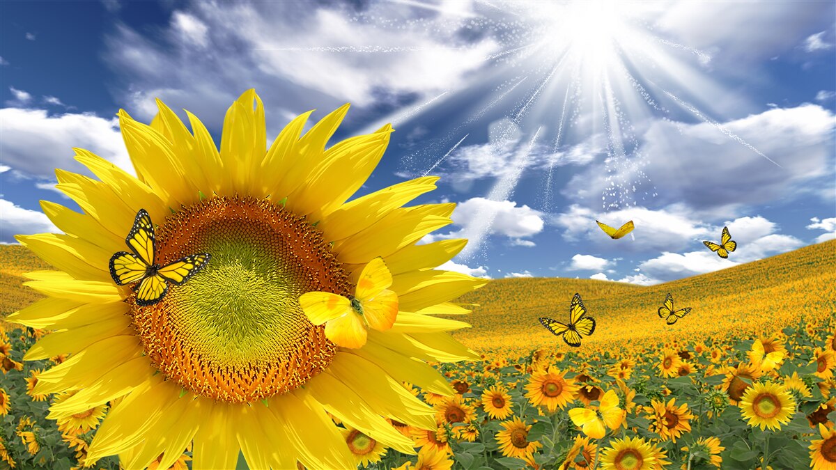 Fototapeta zlaté motýle plávajú na modrej oblohe nad slnečným poľom