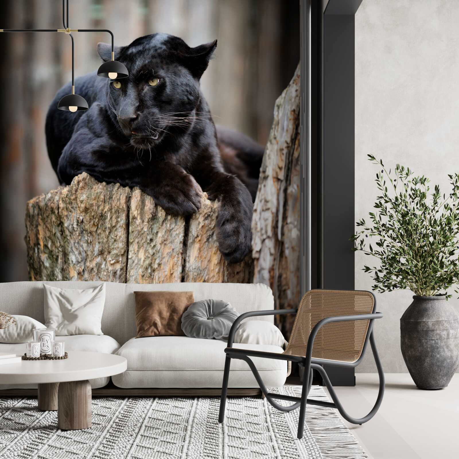 Fototapeta tvrdý panter sedí na strmej strane