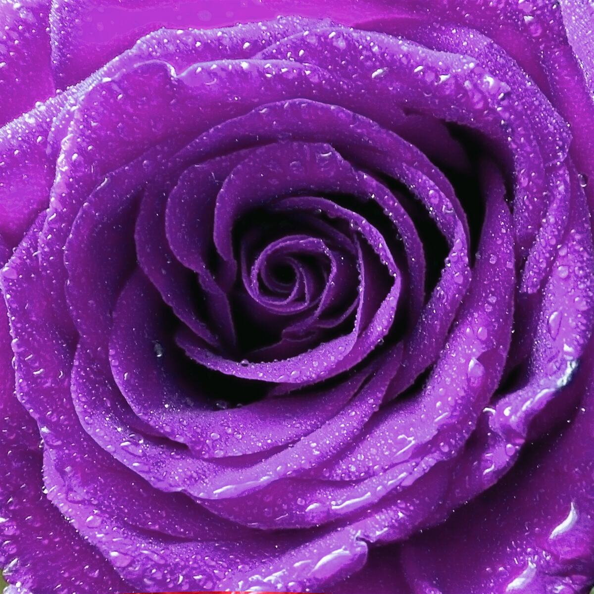 Fototapeta veľké kvapky ruží na okvetných lístkoch orgovánovej ruže