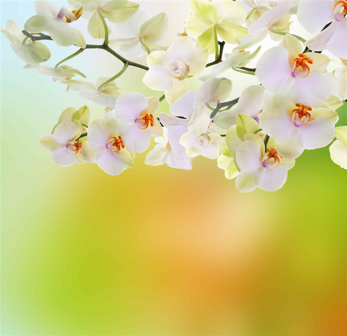 Fototapeta na konároch kvitnú snehobiele púčiky a orchidea