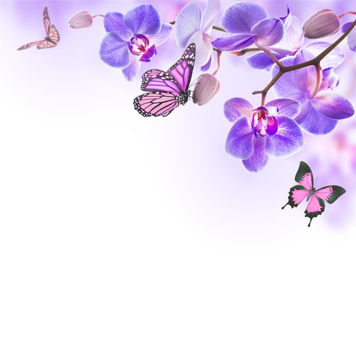 Fototapeta motýle visia nad orchideami s fialovo-modrými lupeňmi