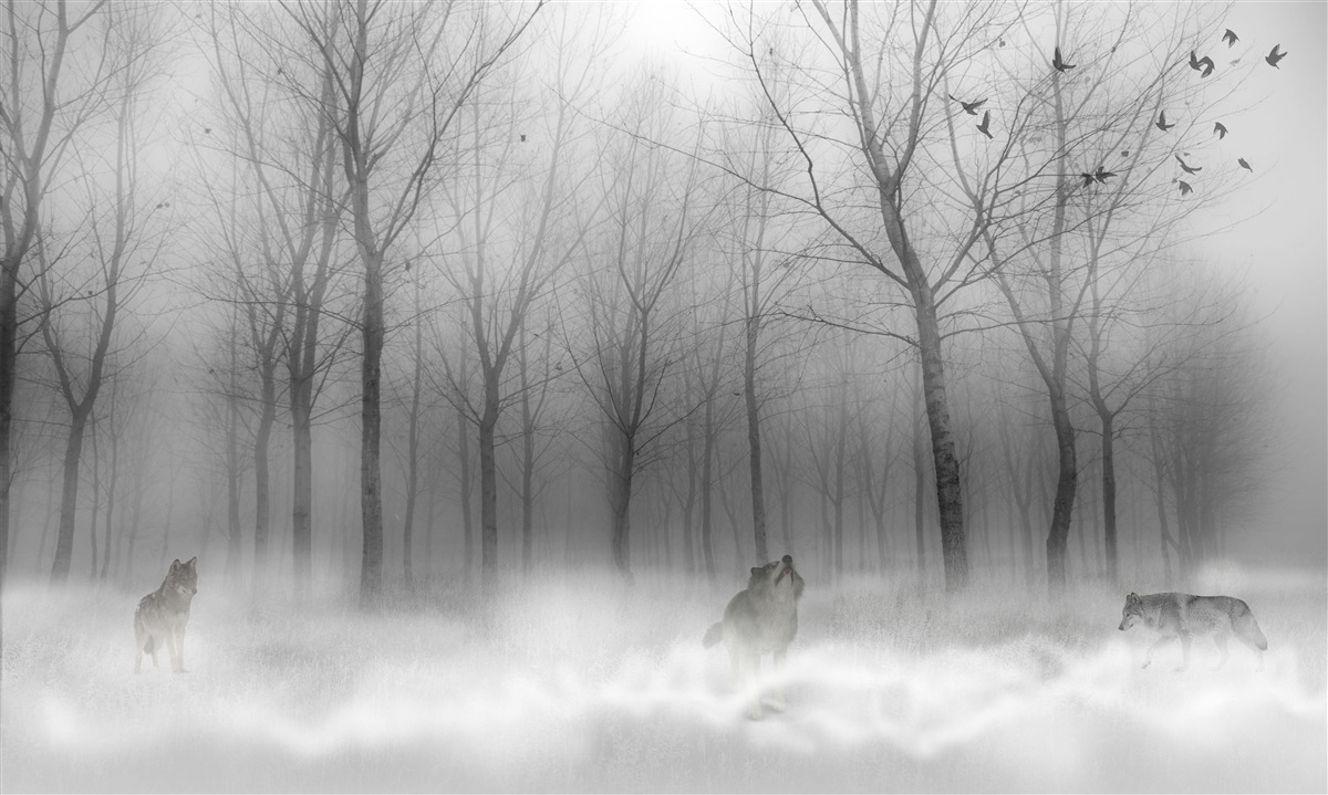 Fototapeta zimný deň v lese, zahalený v hmle