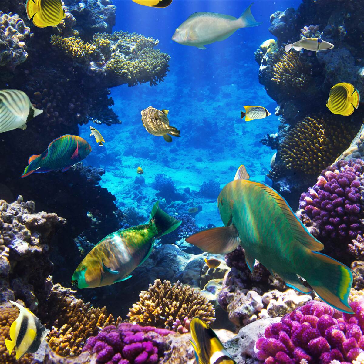 Fototapeta tajné hlbiny oceánu