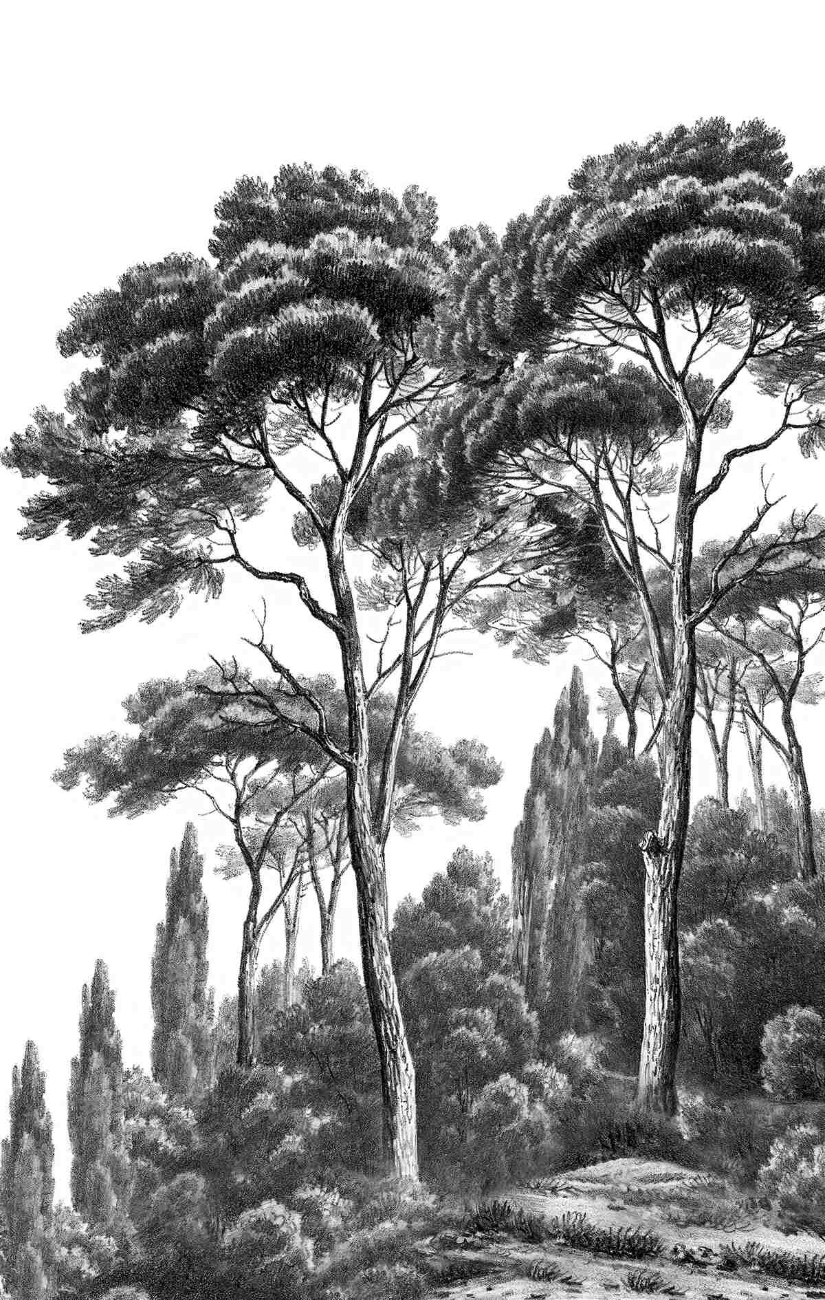 Fototapeta borovice z Talianska