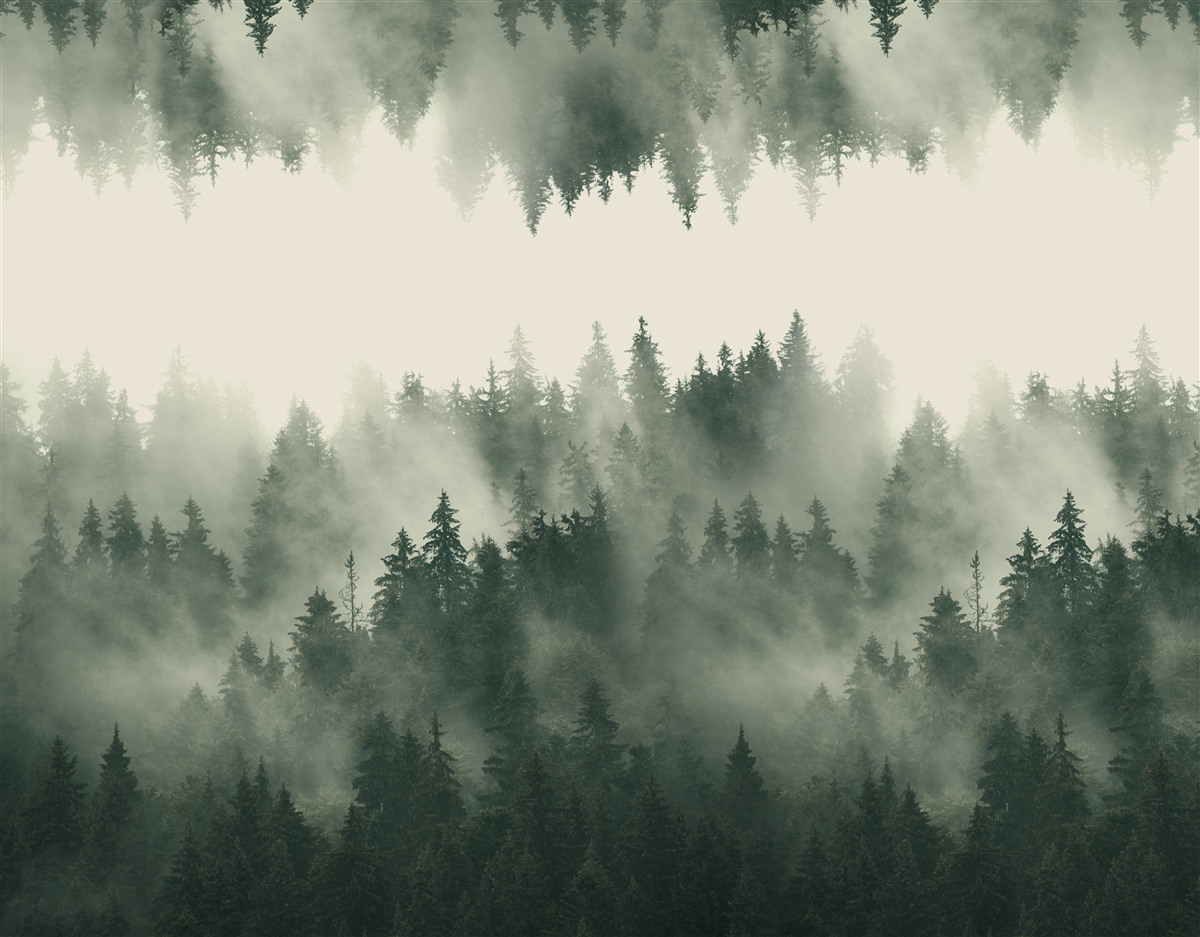 Fototapeta hmlový les s hustou vegetáciou