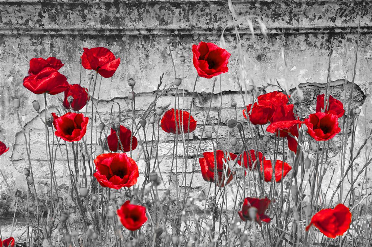 Fototapeta šarlátové maky na sivom podklade