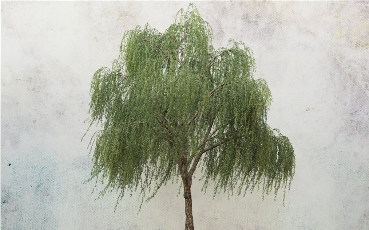 Fototapeta smútočná vŕba