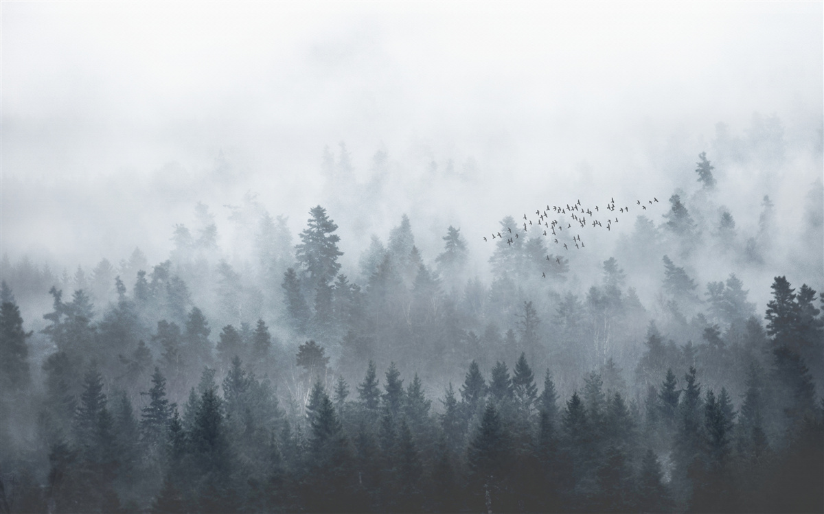 Fototapeta les zahalený v hmle