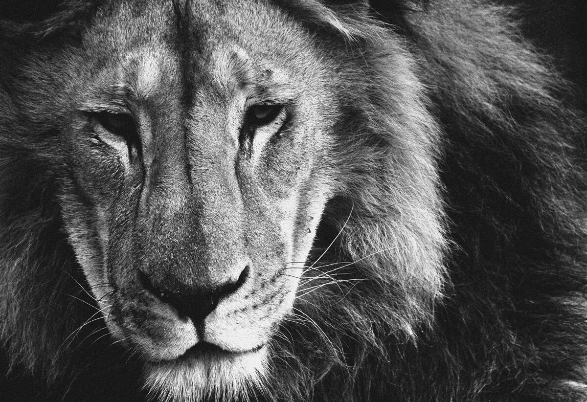 Fototapeta portrét dospelého leva čiernej v a bielej