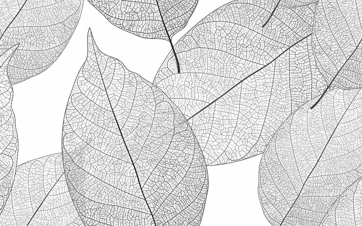 Fototapeta priehľadné veľké listy