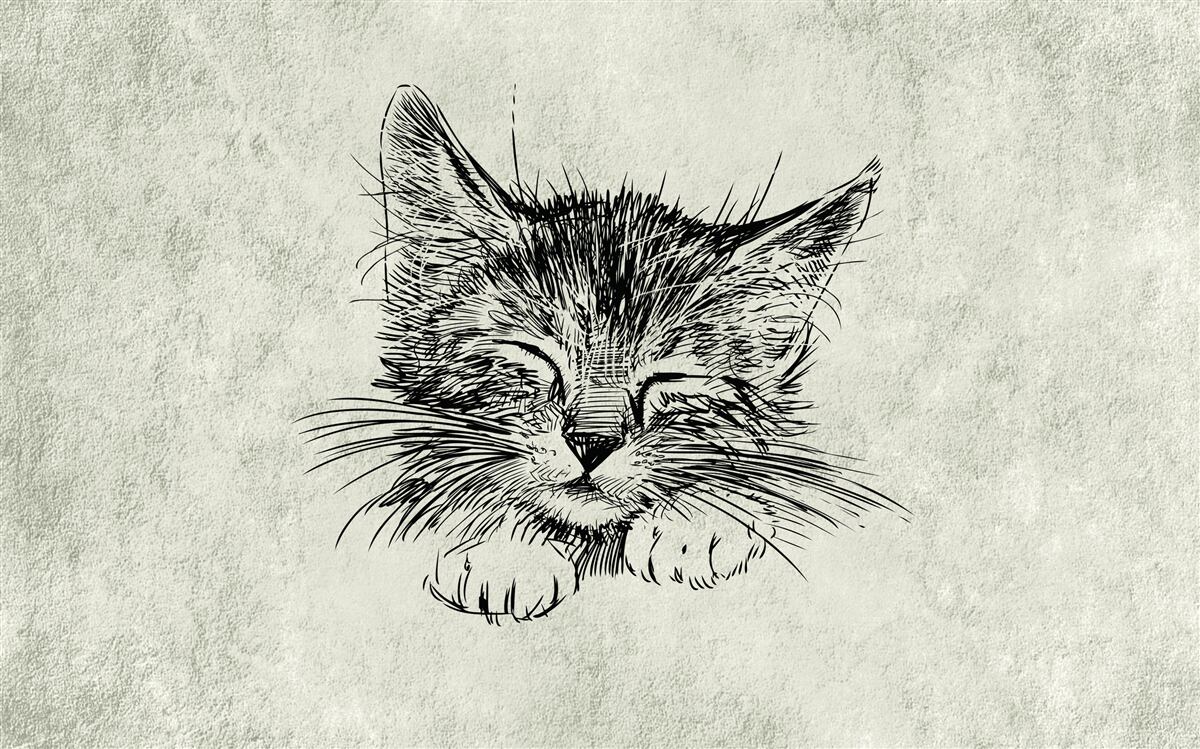 Fototapeta na fotke bude mačku tak zatvorenými očami