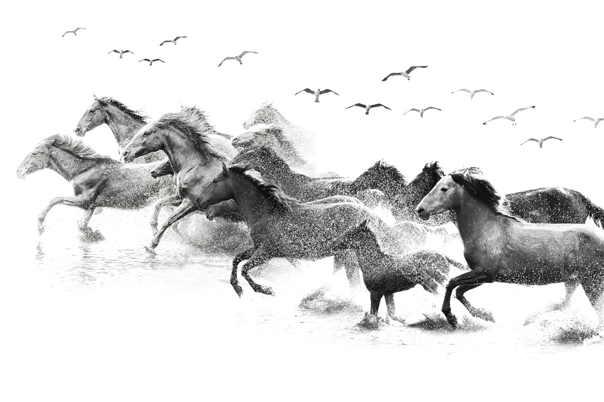 Fototapeta veľa cválajúcich koní