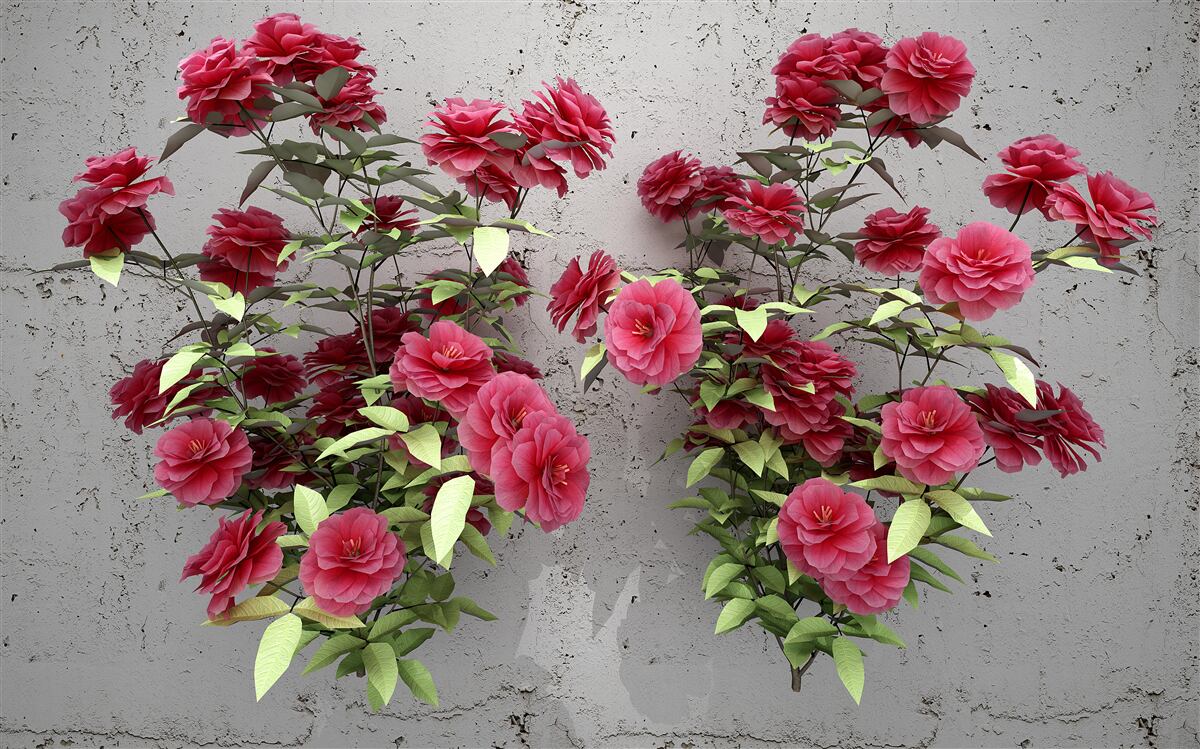 Fototapeta Ružové kvety so zelenými listami