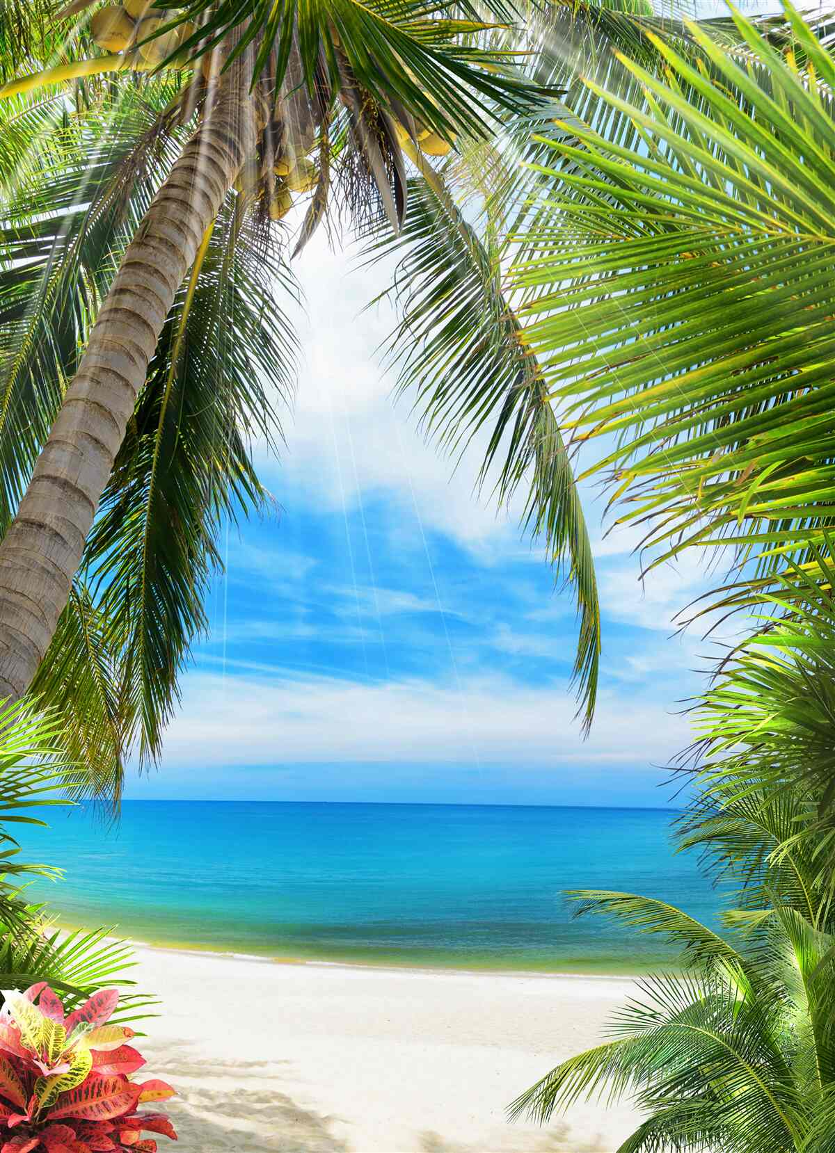 Fototapeta cesta k oceánu cez palmy