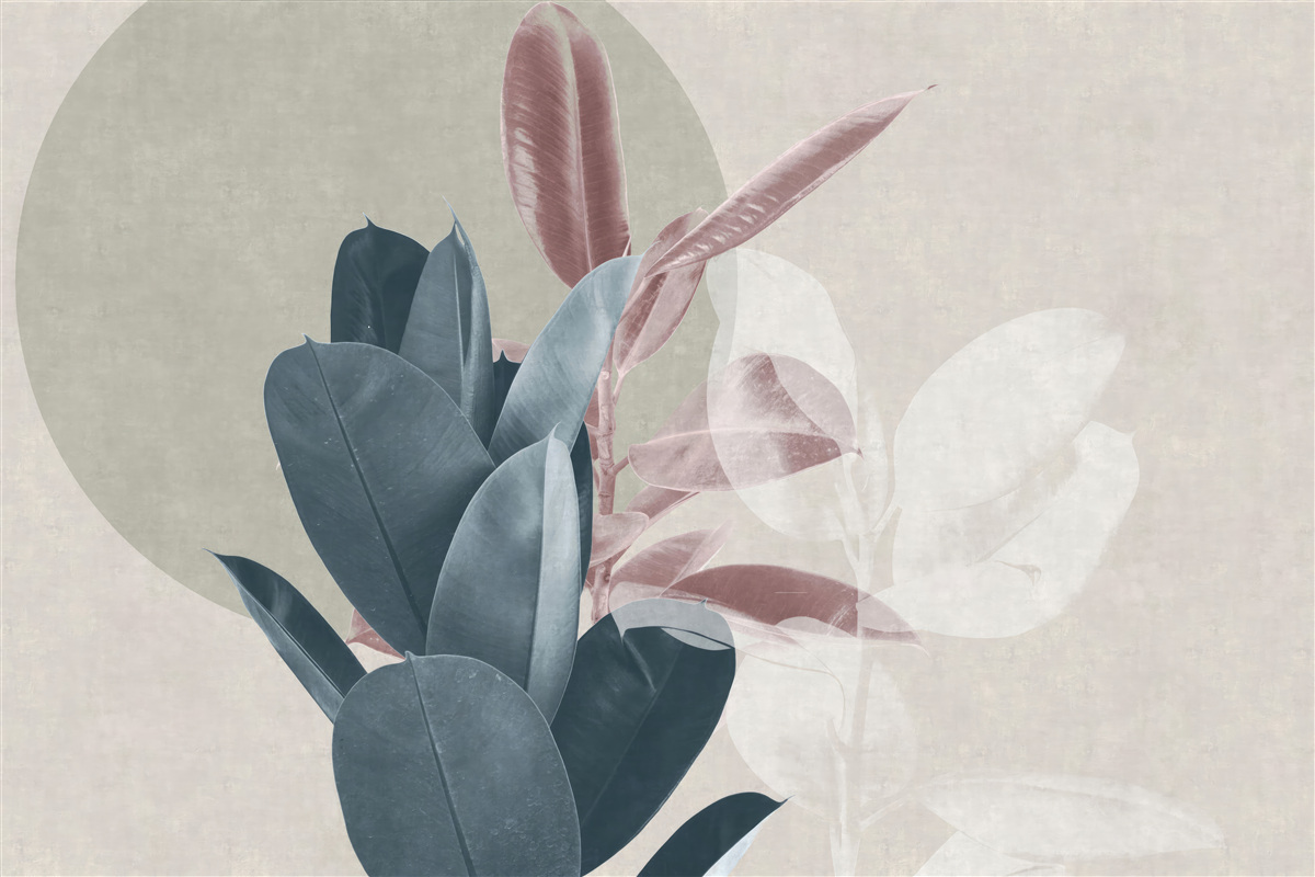 Fototapeta figovník na pozadí sivej steny