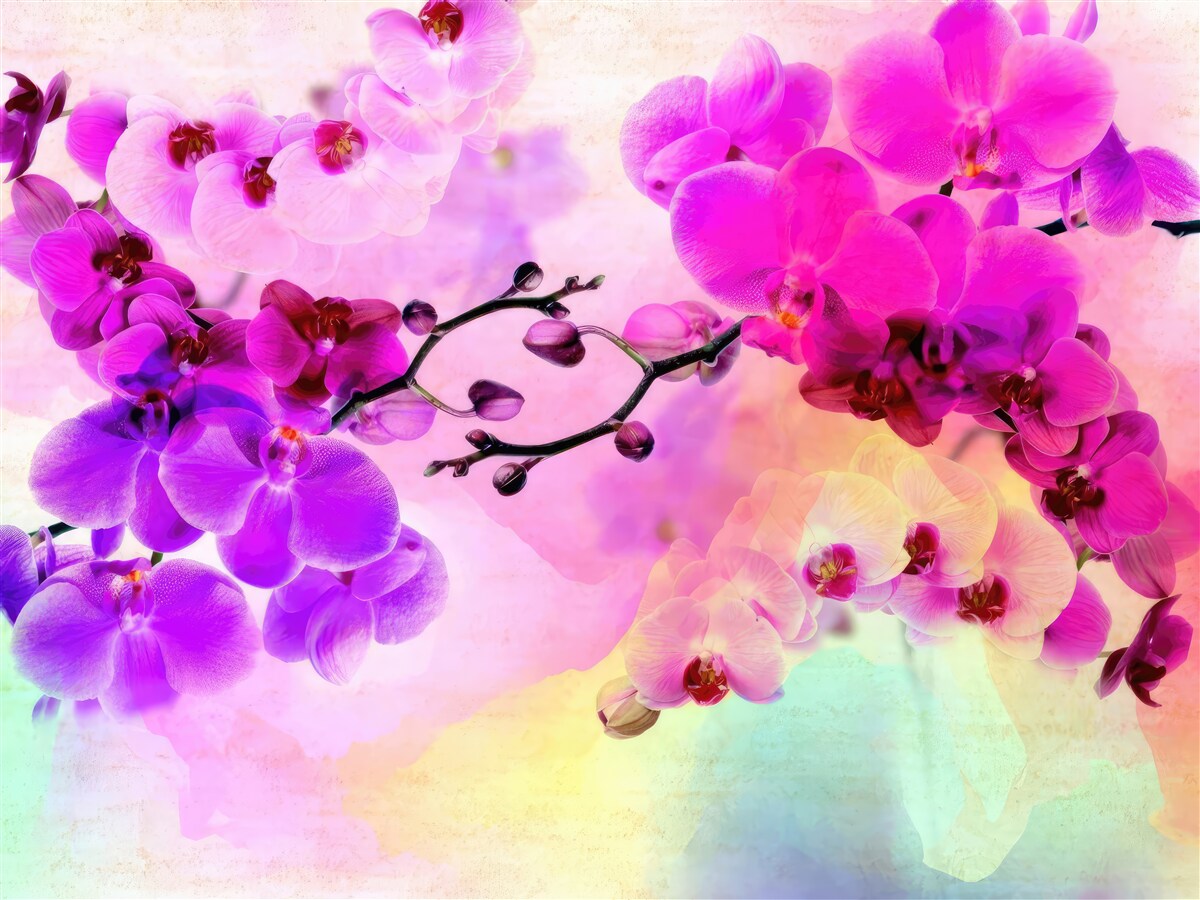 Fototapeta orchidey vo všetkých odtieňoch dúhy