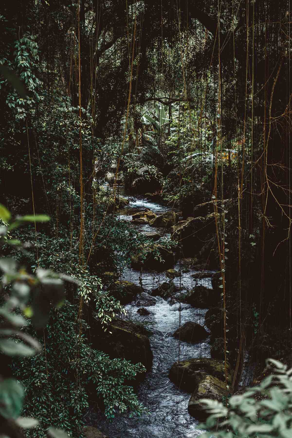 Fototapeta lesná rieka