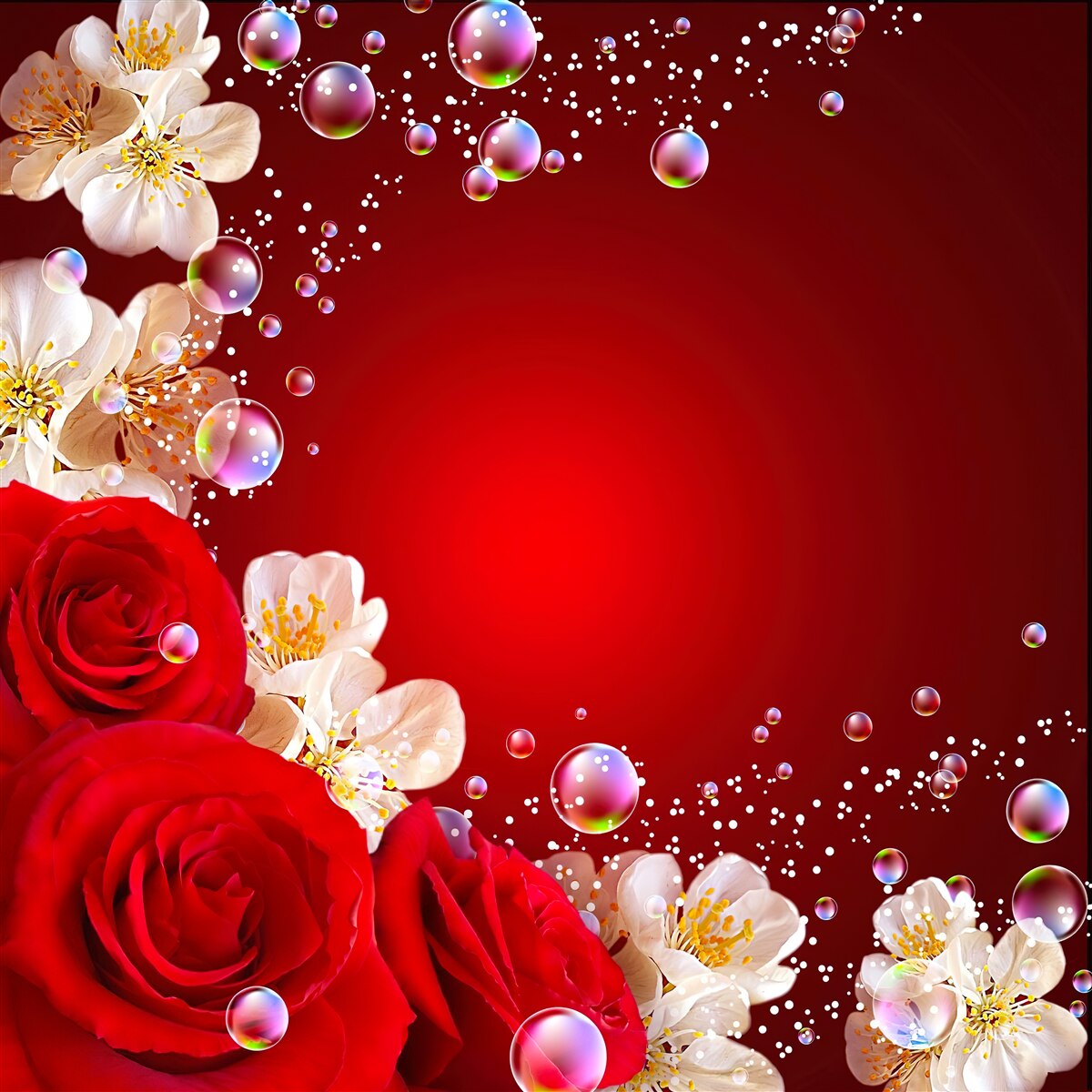 Fototapeta na bordovom podklade sú biele kvety a červené ruže