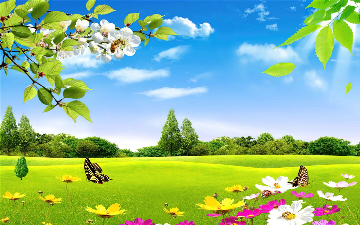 Fototapeta zelený trávnik a motýľ