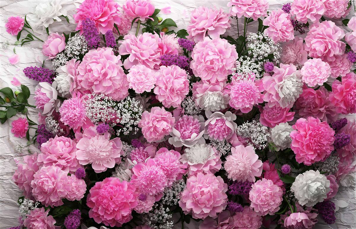 Fototapeta veľké množstvo ružových pivoniek