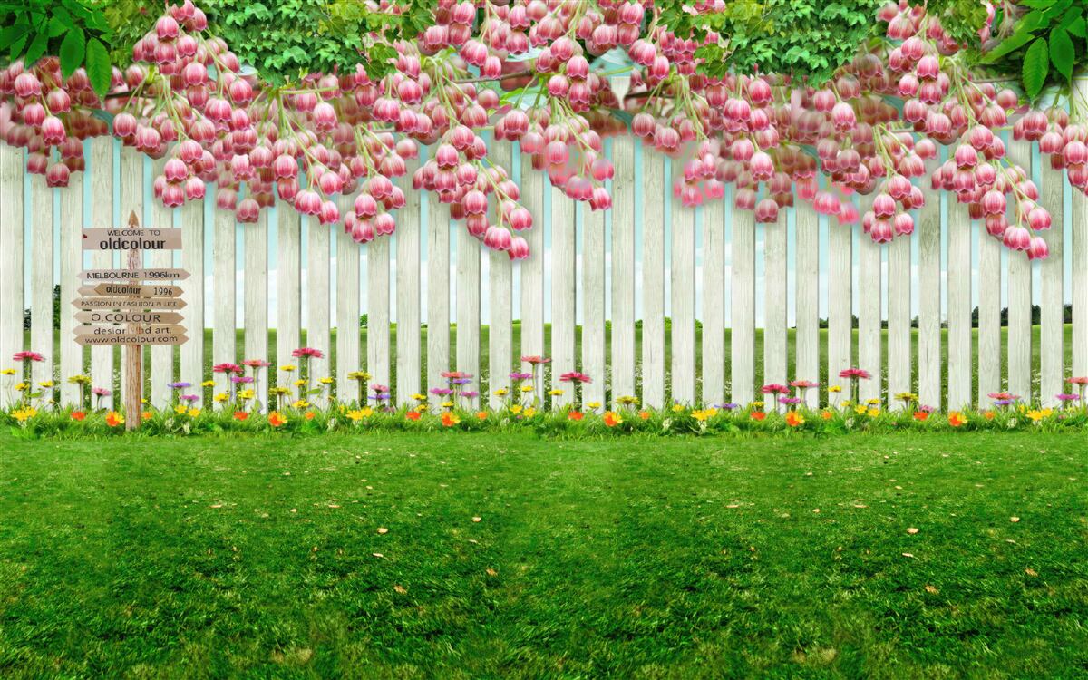 Fototapeta ružové kvety kaskáda cez biely plot