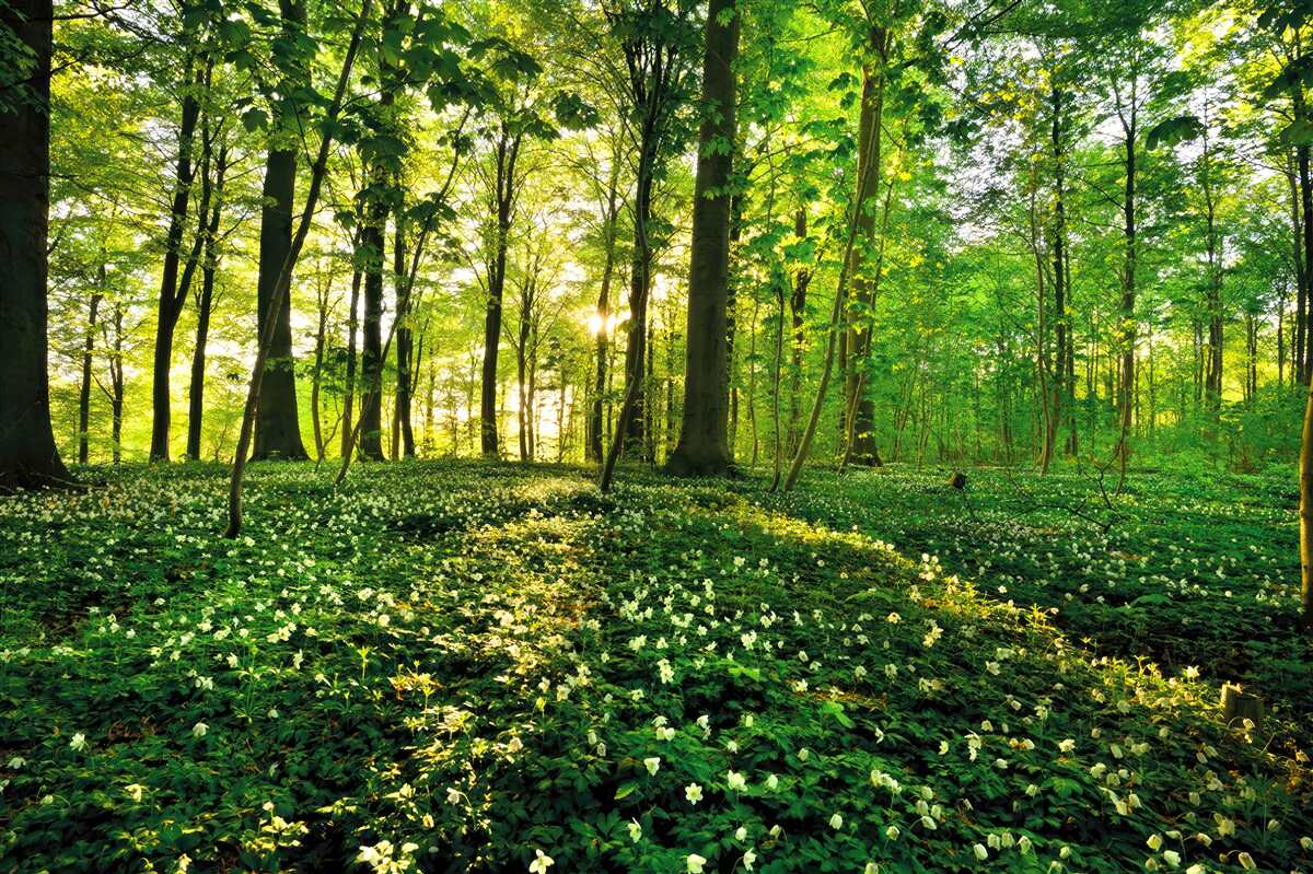 Fototapeta čistinka v lese pokrytá kvetmi