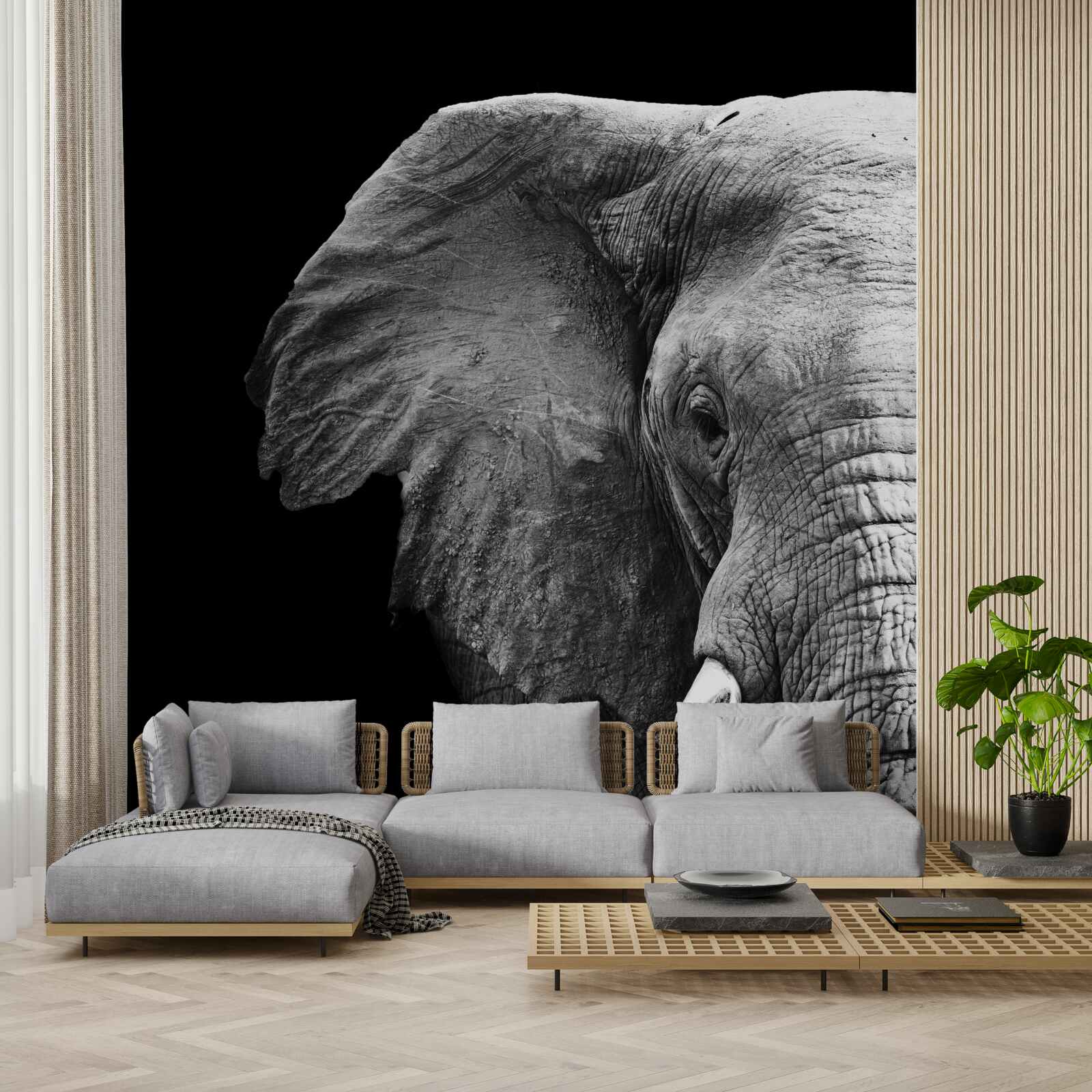 Fototapeta detailný záber slona na čiernom pozadí