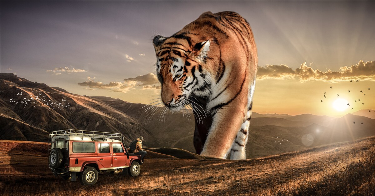 Fototapeta veľký tiger sleduje auto