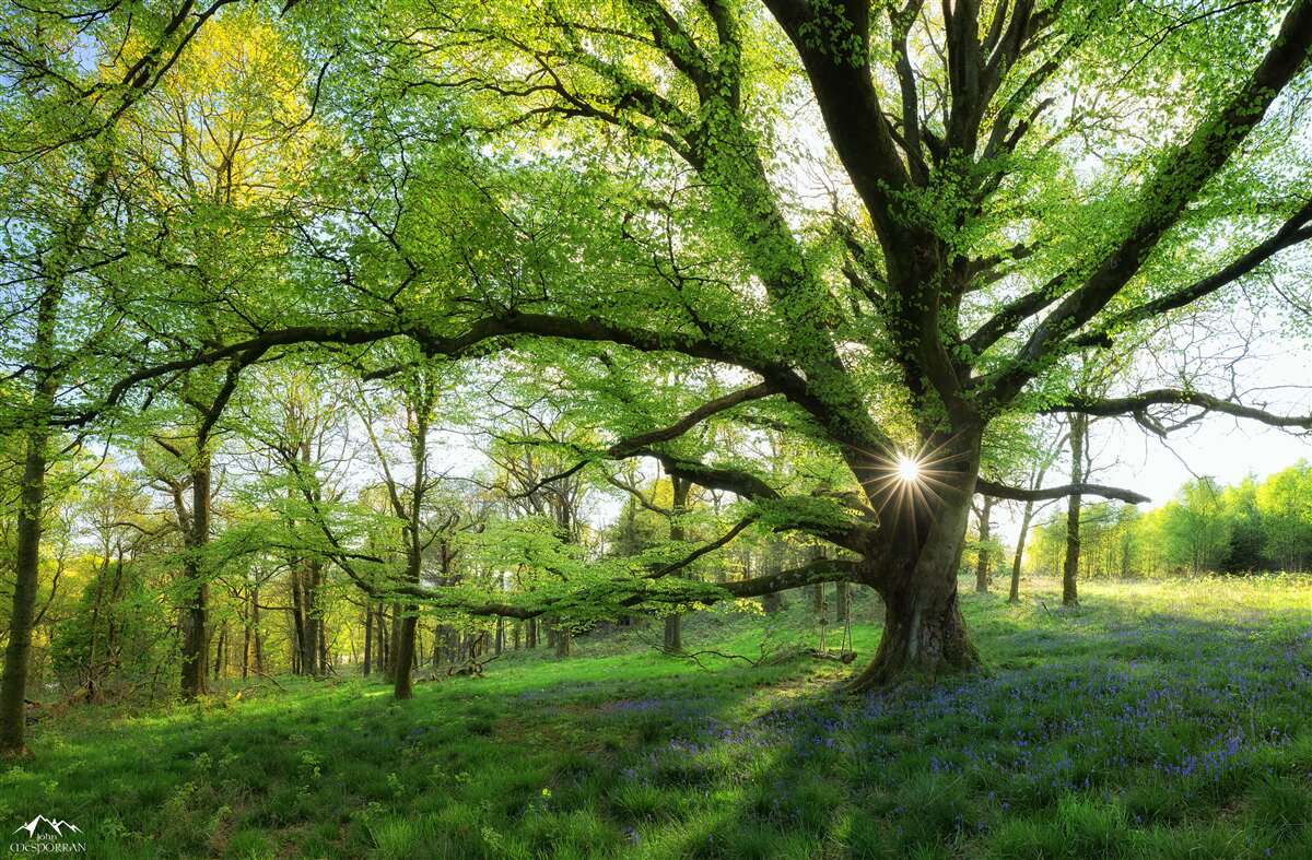 Fototapeta krásny zelený les