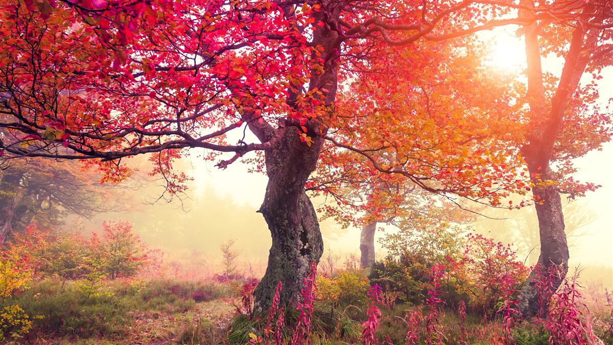 Fototapeta kvitnúce stromy uprostred hmlistého lesa