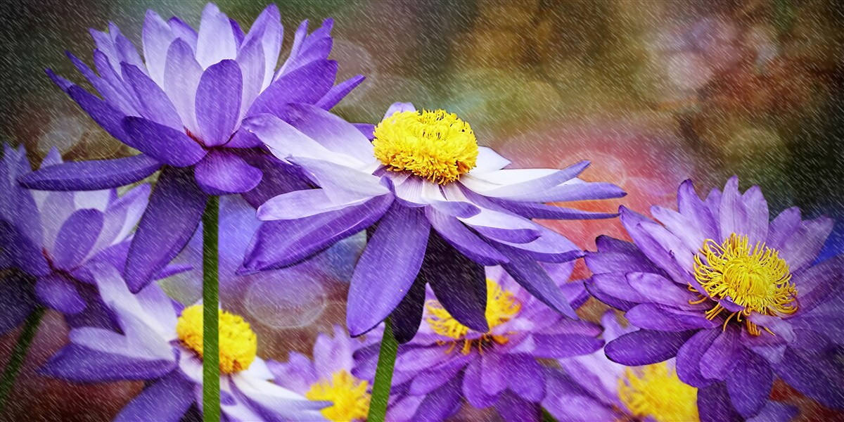 Fototapeta fialové kvety so žltým stredom