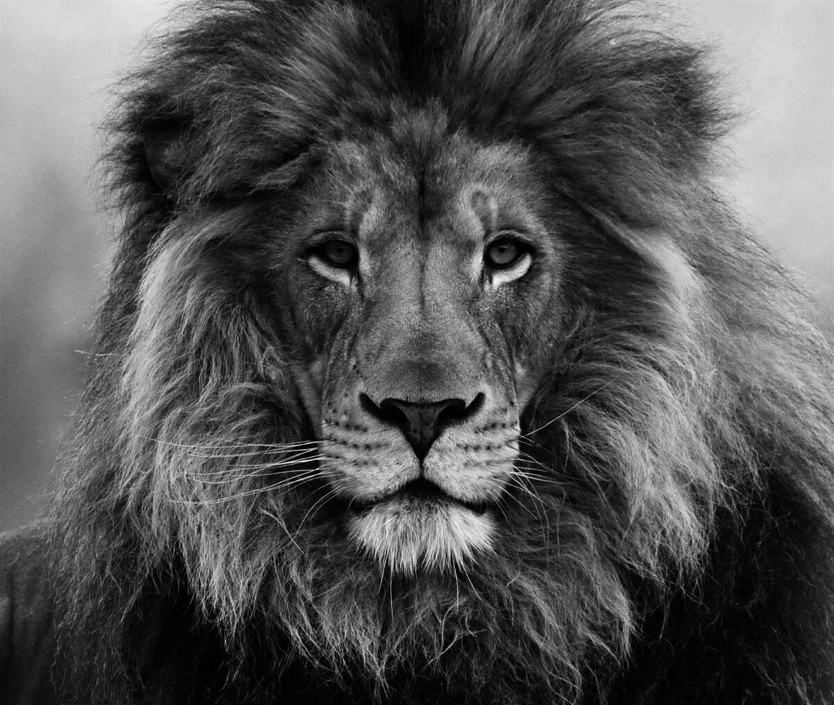 Fototapeta obraz dospelého leva