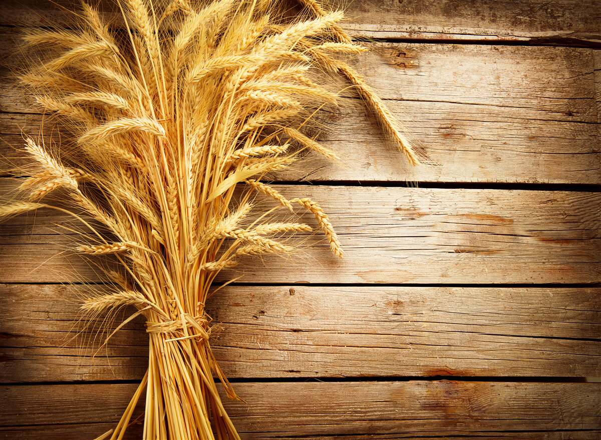 Fototapeta zväzok pšeničných klasov