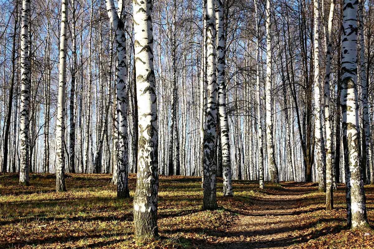 Fototapeta listy padali zo stromov
