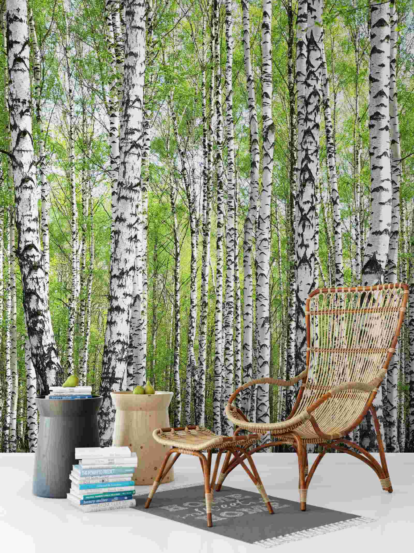 Fototapeta krásny brezový les