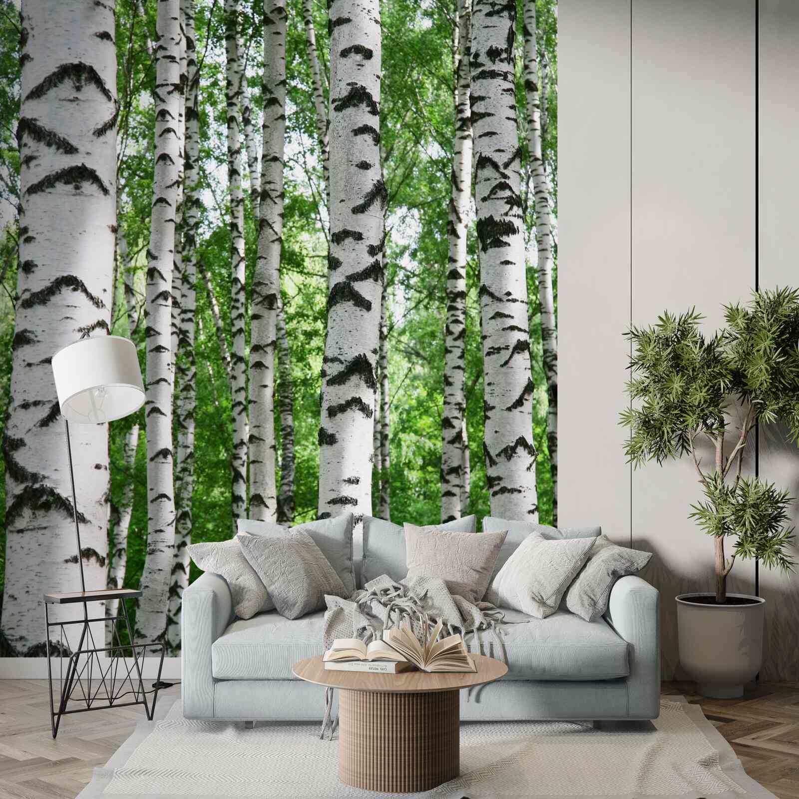 Fototapeta rady štíhlych briez