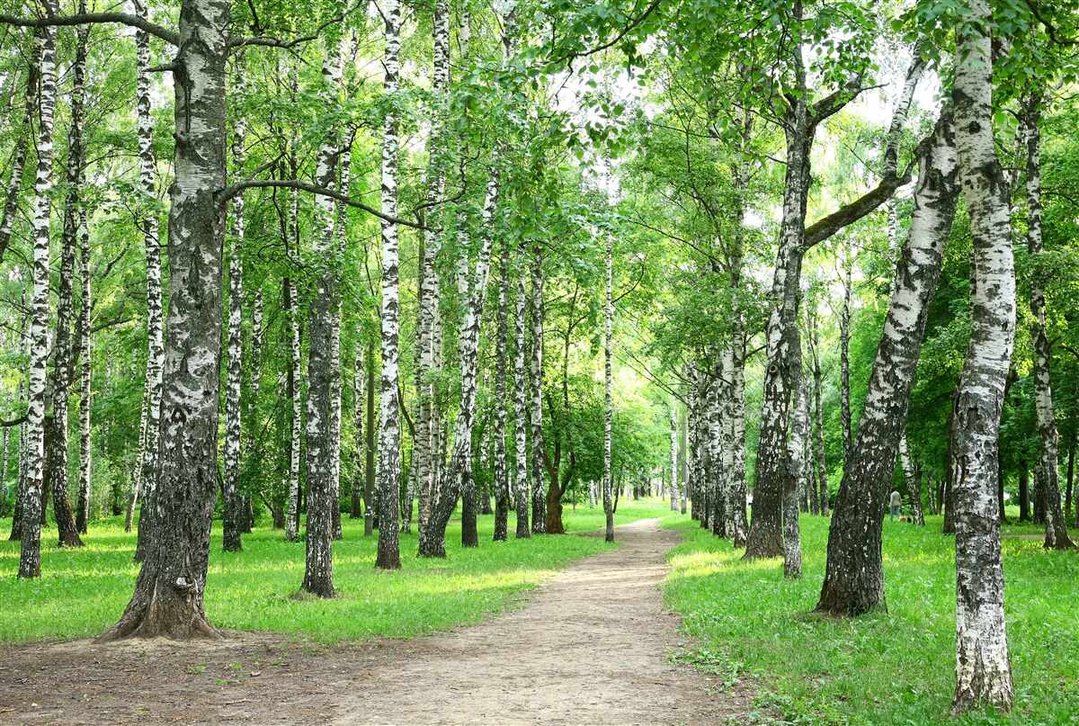 Fototapeta cesta vedúca do lesíka