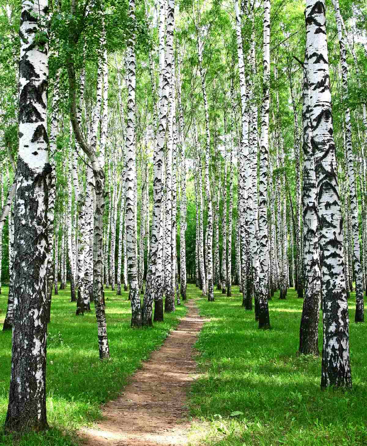 Fototapeta cesta medzi brezami