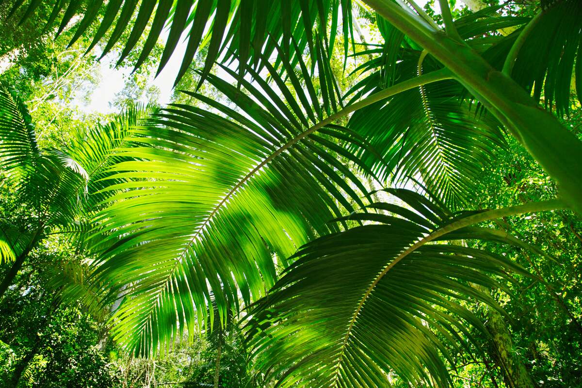 Fototapeta veľké zelené listy