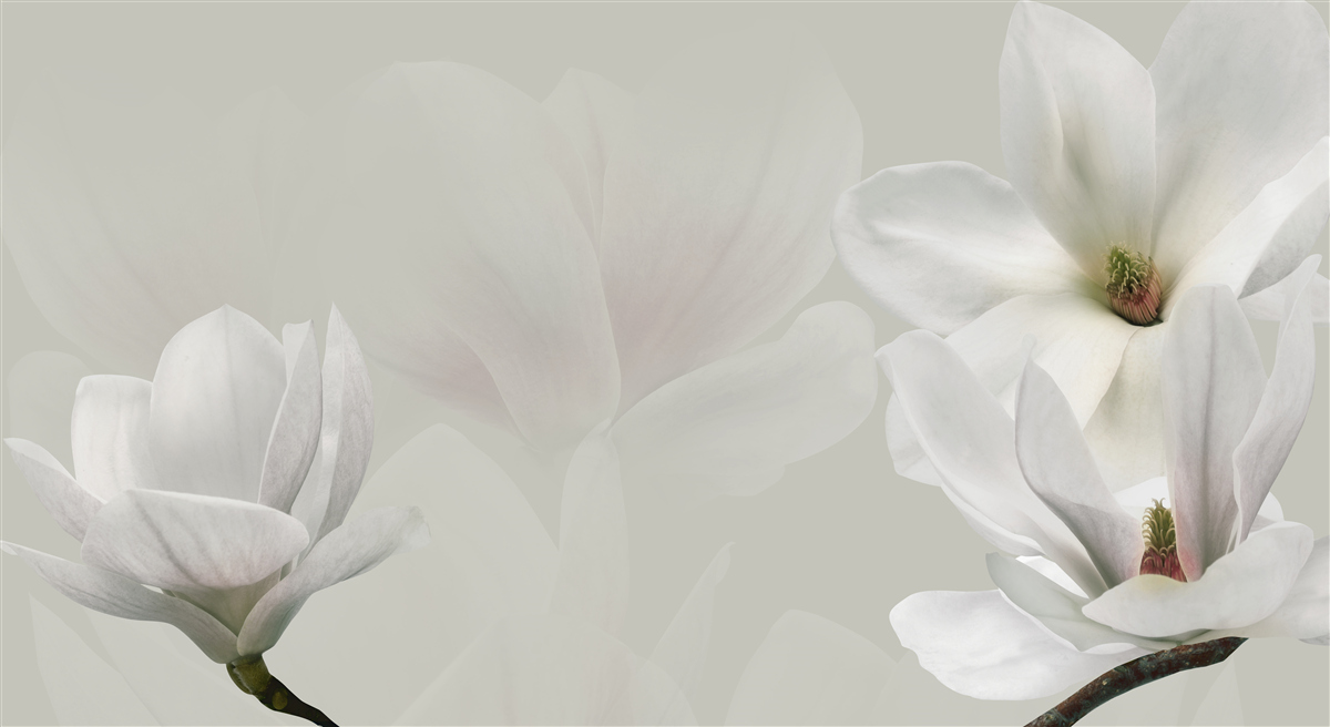 Fototapeta veľké biele kvety