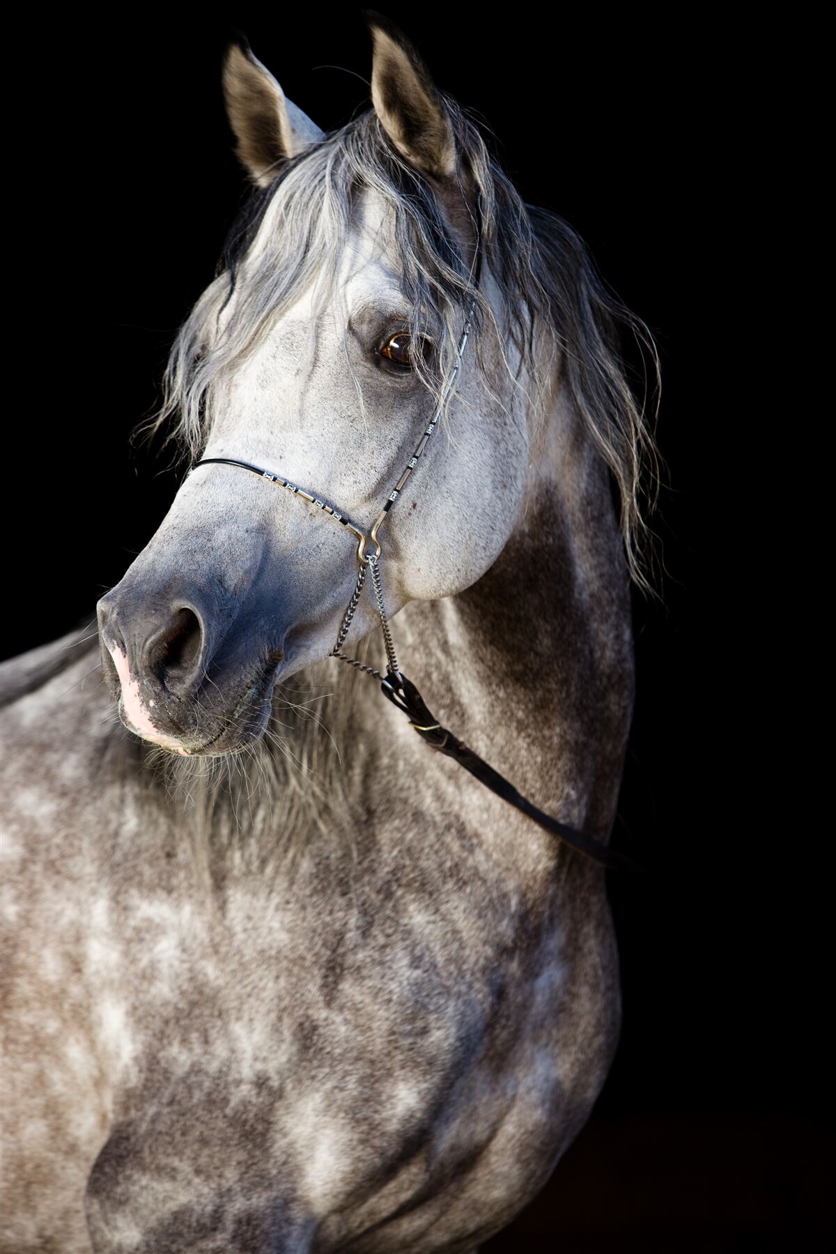 Fototapeta elegantná silueta koňa na tmavom pozadí