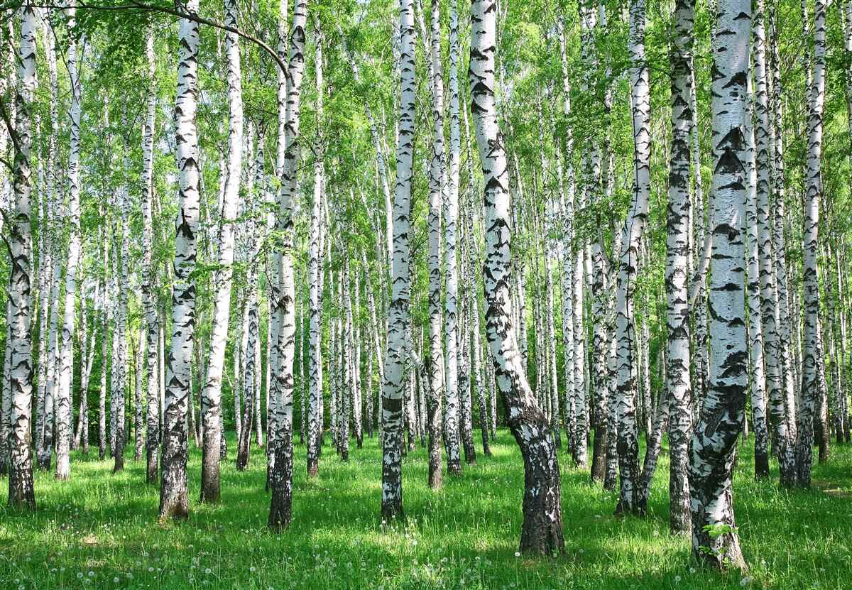 Fototapeta v lese je veľa briez