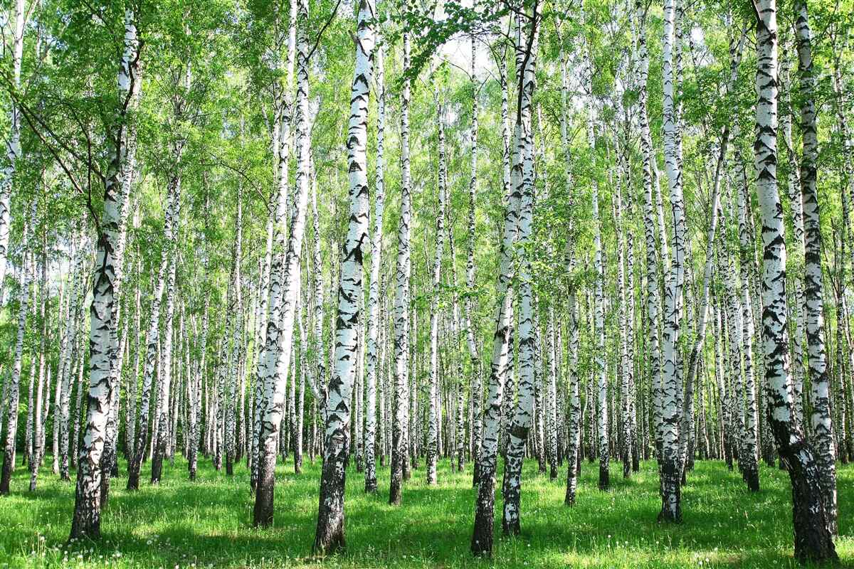 Fototapeta pôvabné, brezy smerom k oblohe